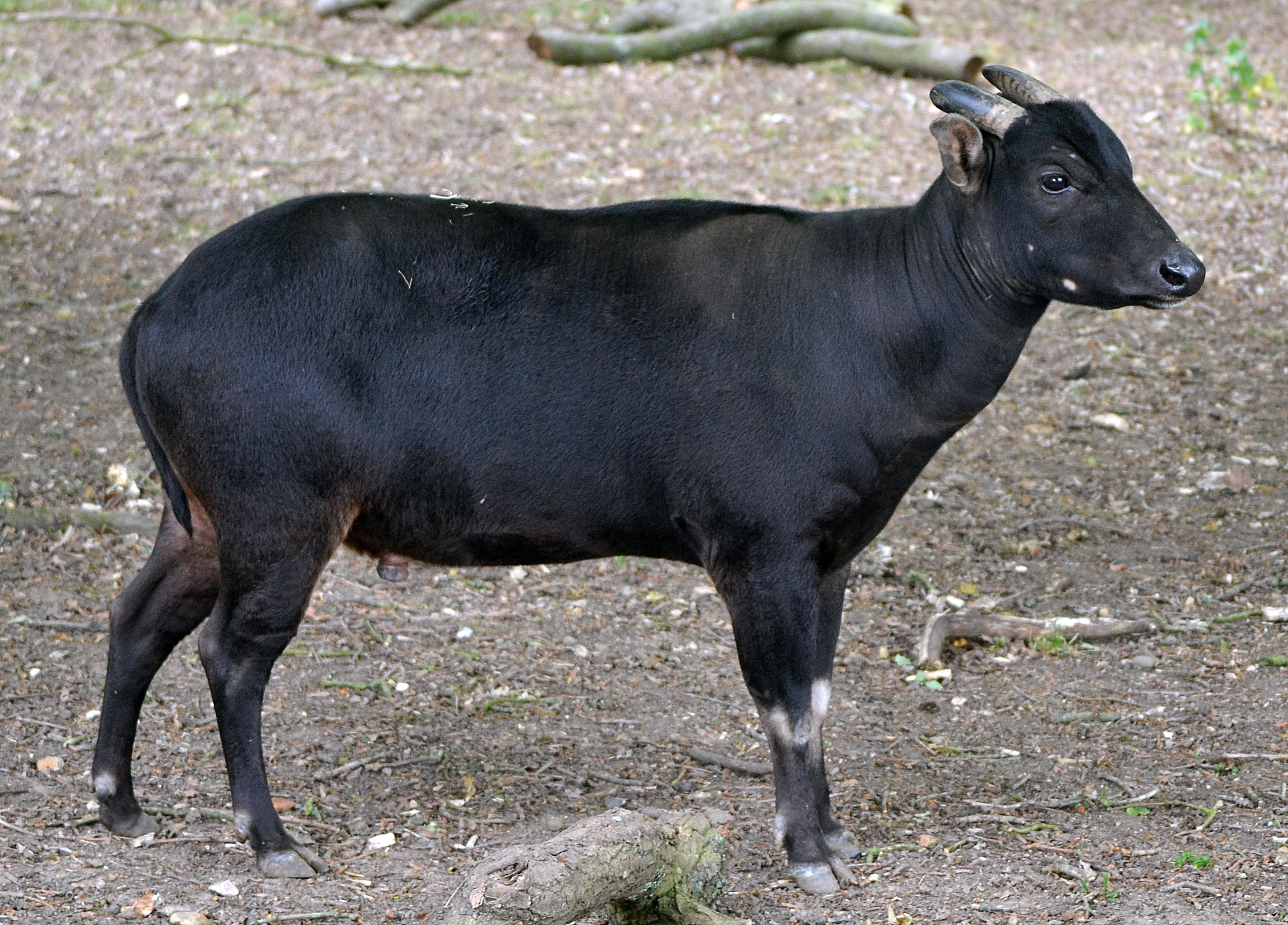  alföldi anoa